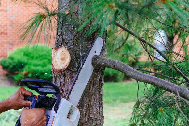 Best Tree Preservation Services  in Buffalo Grove, IL